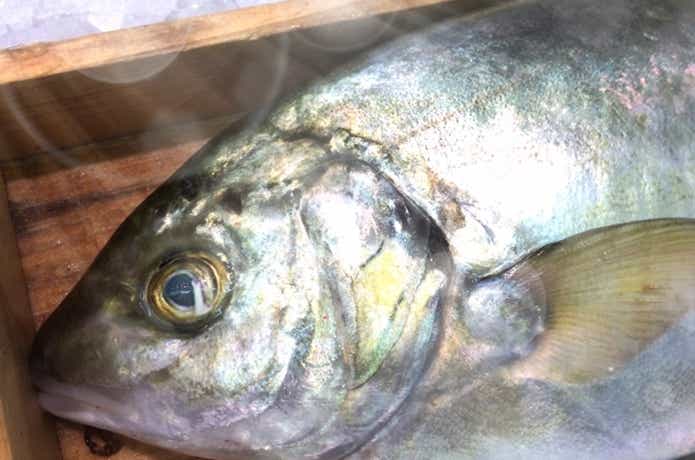 水宝　釣り堀　シマアジ