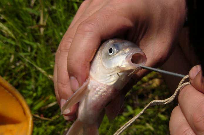 魚をリリース