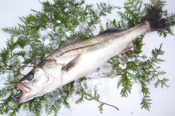 スズキ（シーバス）