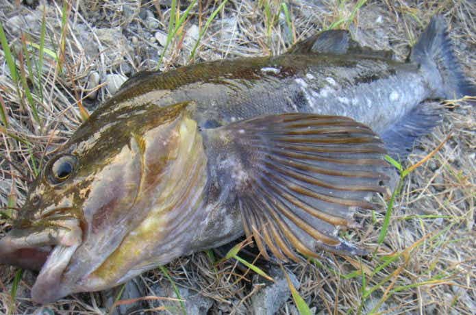 大型根魚も瞬殺⁈ 『HRFソニックスピード』は最速のロック 大型根魚も瞬殺⁈ 『HRFソニックスピード』は最速のロック