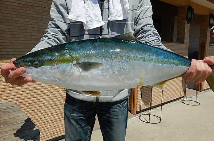 白浜渡船のブリの釣果