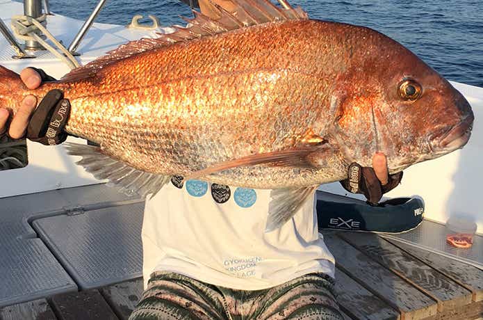 水戸SBSでのマダイの釣果