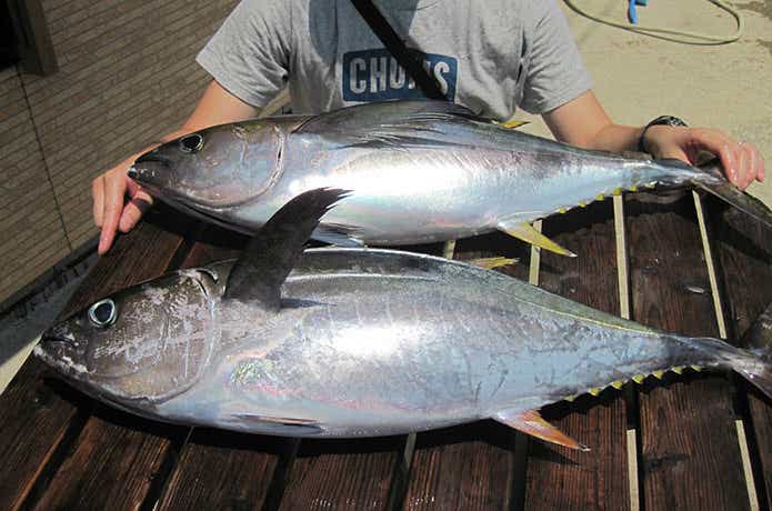 白浜渡船のキハダの釣果