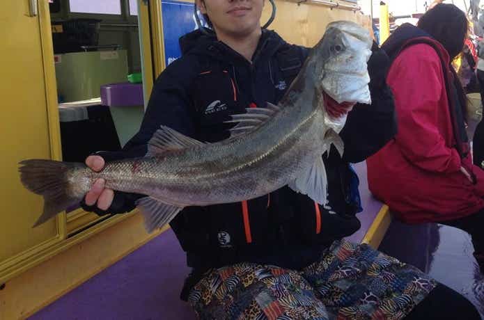 つり幸のシーバス釣果