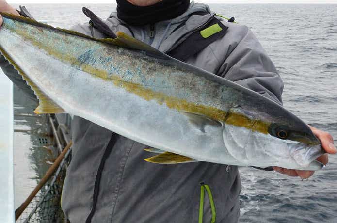 白浜渡船のヒラマサの釣果