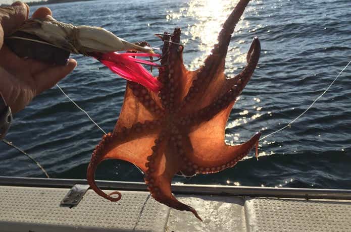 明石タコ釣り