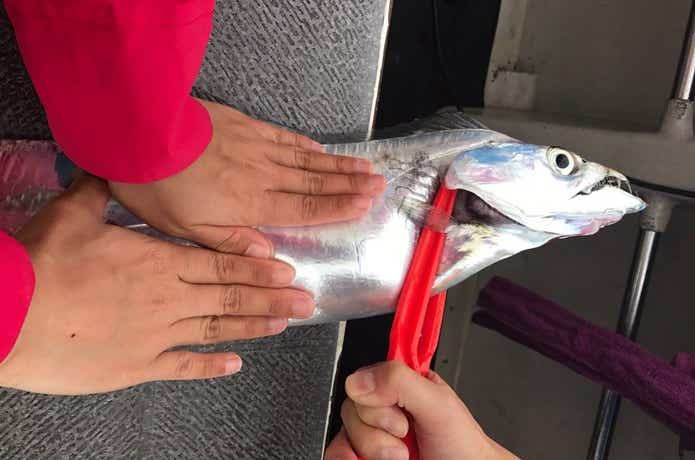 タチウオの画像