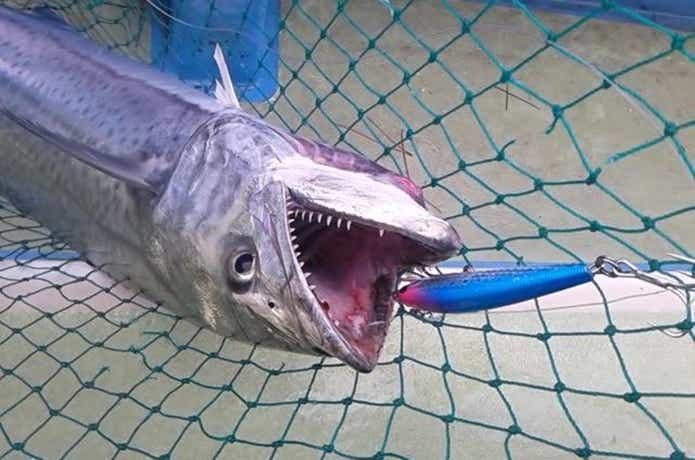 さわ浦丸でのサワラの釣果
