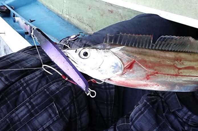 さわ浦丸のタチウオの釣果