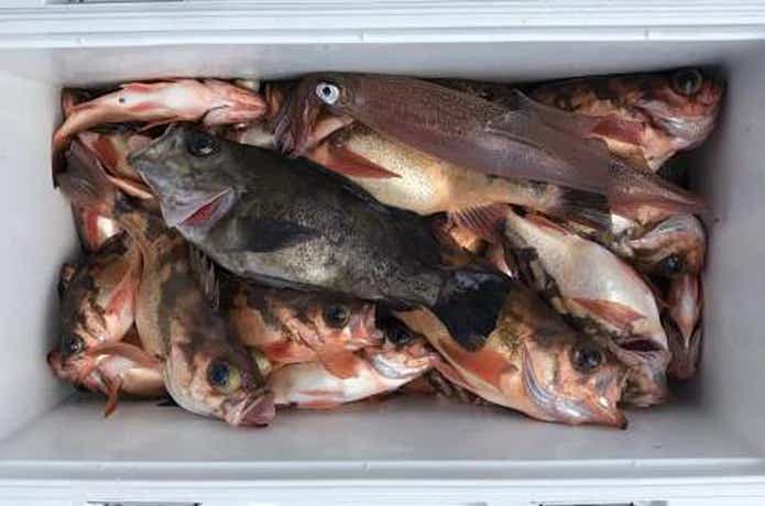 大貫丸での釣果