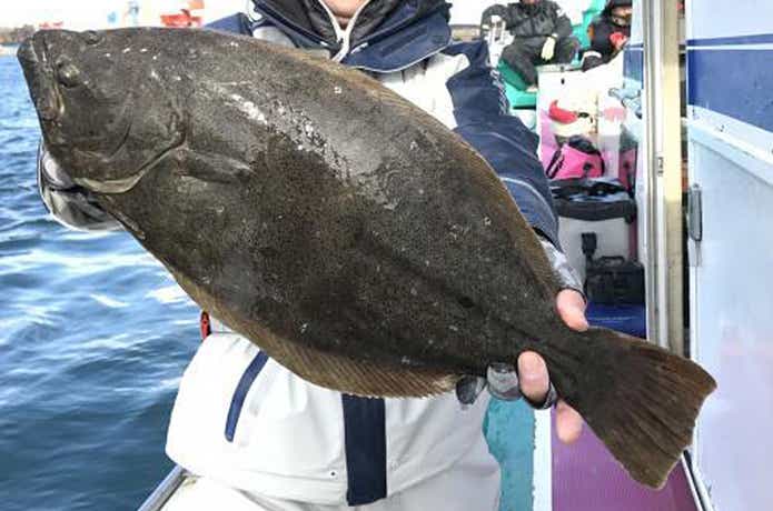 大貫丸でのヒラメの釣果