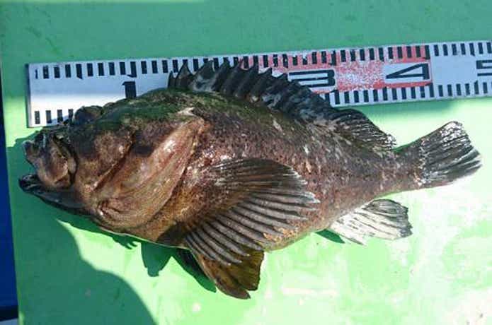 大貫丸でのソイの釣果