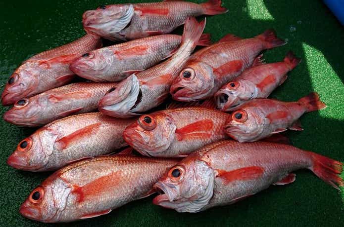 スロージギングでの釣果