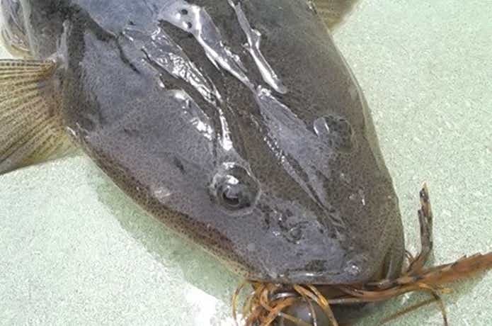 さわ浦丸で釣ったマゴチ