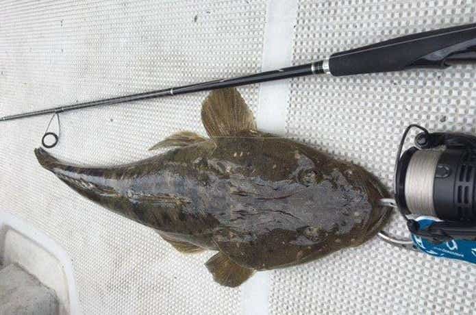 ボートから釣れたマゴチ