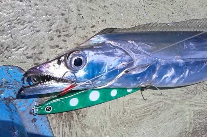 さわ浦丸でのタチウオの釣果
