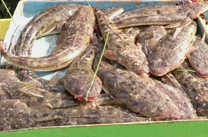 鴨下丸のマゴチ釣果