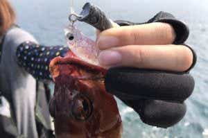 アカハタ　根魚狩りJH