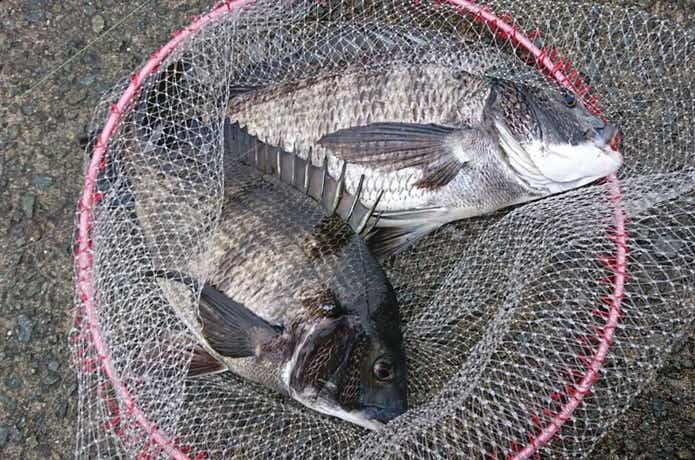 クロダイ釣りの画像