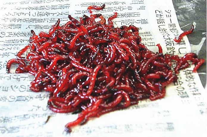 赤虫