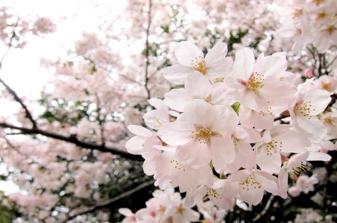 春の花