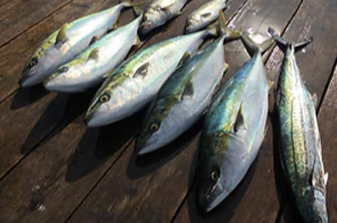 キャスティングヒートでの釣果