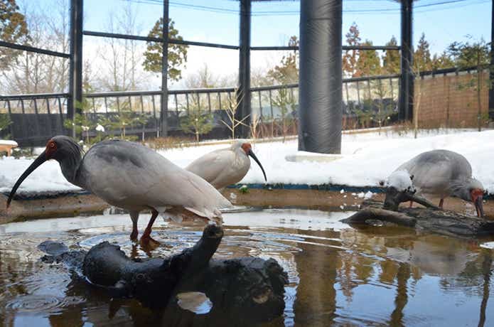 トキの森公園の画像
