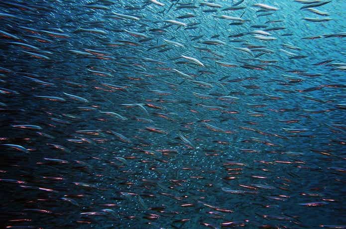 小魚のフラッシング