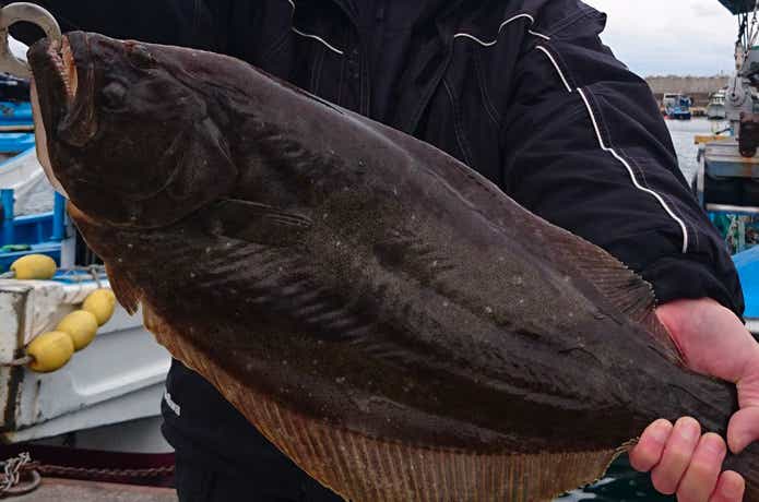 軍司丸で釣れたヒラメ