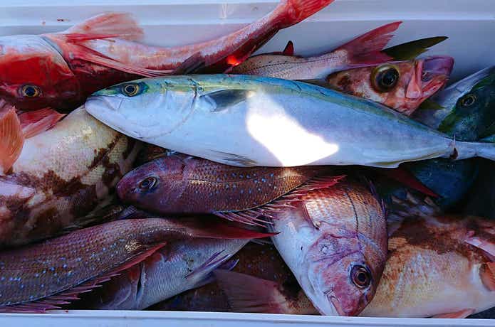 軍司丸での釣果