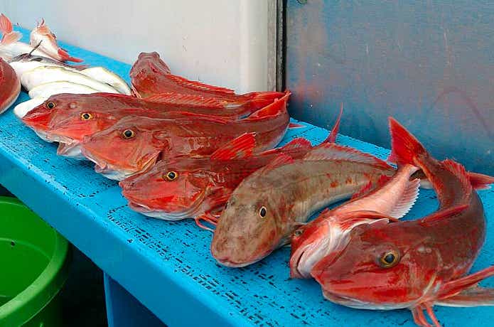 軍司丸での釣果