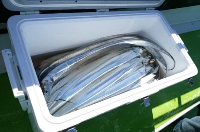 鴨下丸でのタチウオの釣果