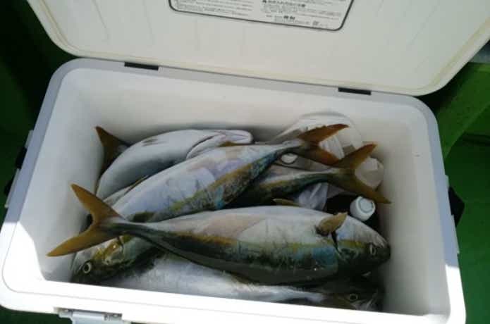 鴨下丸の青物釣果