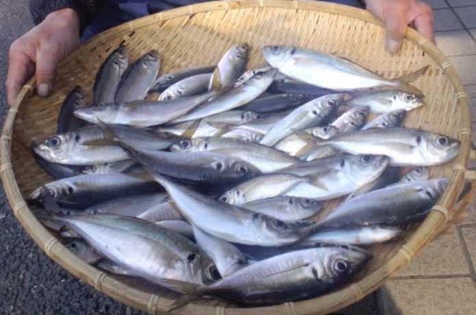 鴨下丸のアジの釣果
