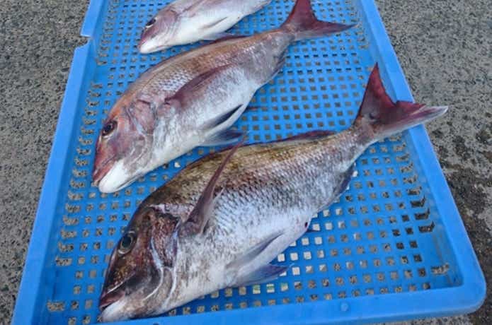 共栄丸のマダイの釣果