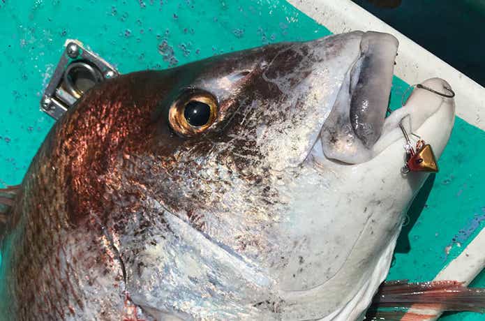 大貫丸でのタイの釣果