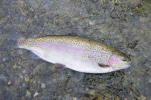 ヤシオマスの画像