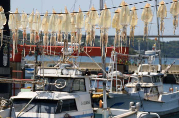 スルメイカ　沖釣り