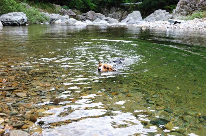 フェイキードッグ