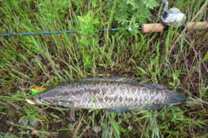 雷魚　リール