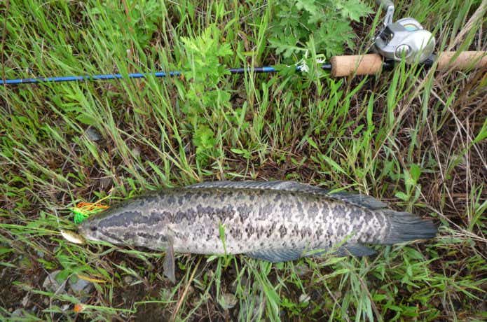 雷魚　リール