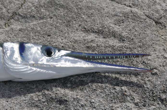 ダツは危な美味しい？！危険だけど刺身が絶品の魚「ダツ」まとめ | TSURI HACK[釣りハック] （3ページ目）（3ページ目）