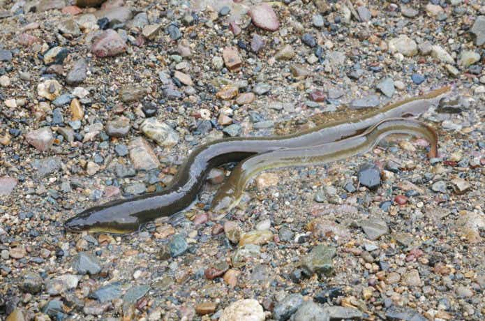 うなぎ　釣り