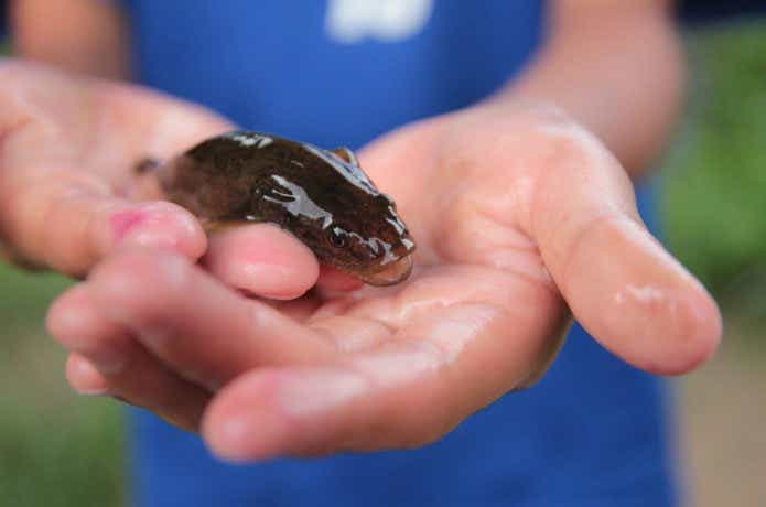 魚の生態