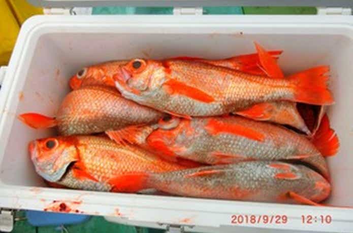 光勝丸でのアカムツの釣果