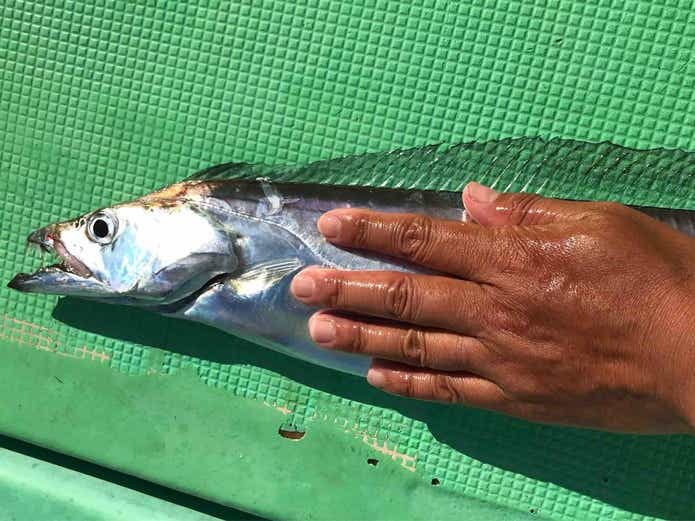テンヤタチウオ釣り