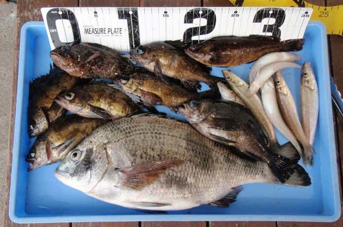 宮川丸での釣果