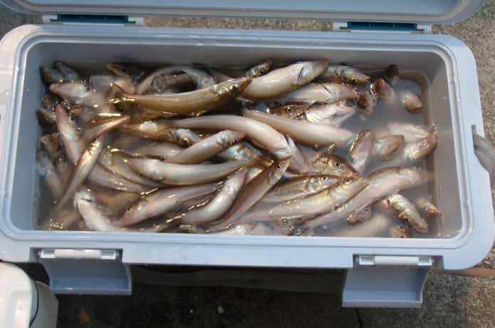 宮川丸でのシロギスの釣果
