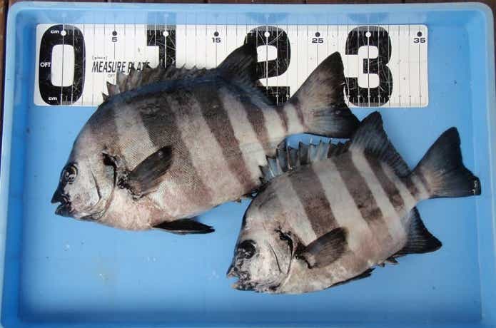 宮川丸でのシマダイの釣果
