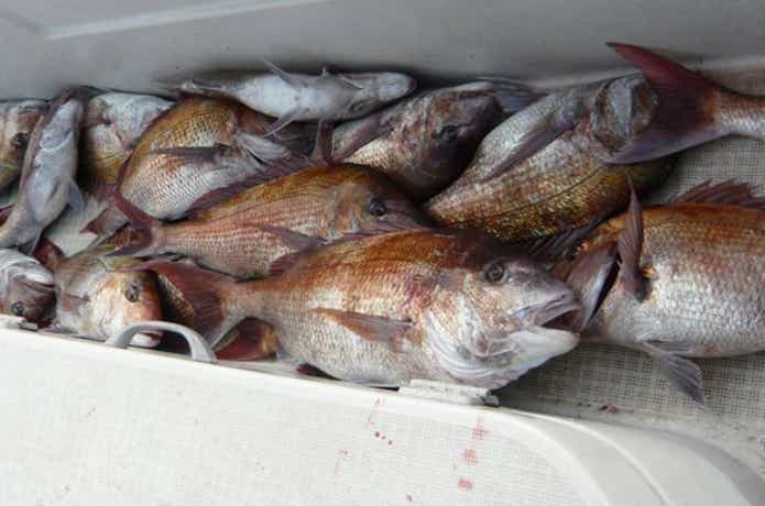鯛多ニックでの釣果